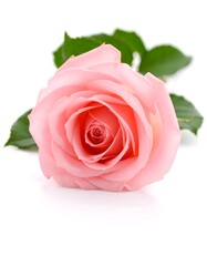Pink rose on white background