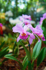 Pink Cattleya Orchid Flowers in Tropical Garden