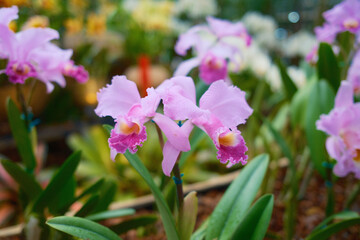 Fototapeta premium Pink Cattleya Orchid Flowers in Tropical Garden