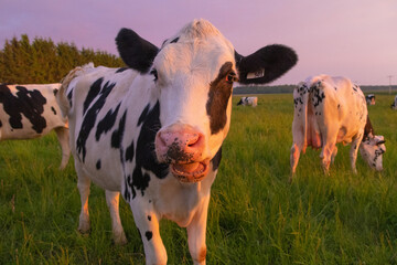 Holstein Dairy Cow in Pasture at Sunset