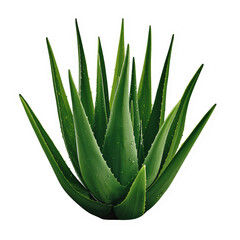 Aloe vera plant vibrant green leaves radiating from the center isolated illustration against clear