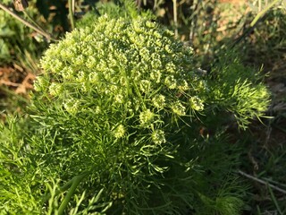 Wild carrot isolated, Queen Anne's lace, Bird's nest, Bishop's lace, Laceflower, Daucus carota, Daucus carota subsp. carota close up. Wild carrot flower in a garden. White wild exotic savage flower.