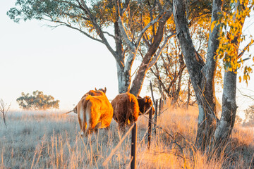 Red angus cows standing at fence line in warm morning sunshine