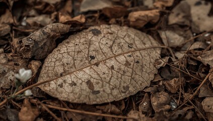 Nature's delicate texture: A close-up capture of a withered leaf, revealing the intricate network of veins, nestled amidst fallen leaves and twigs, creating an ode to the life cycle.