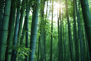竹林の風景（日本・和風・背景・壁紙）