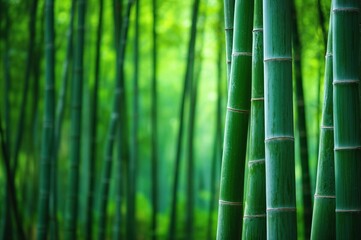 竹林の風景（日本・和風・背景・壁紙）