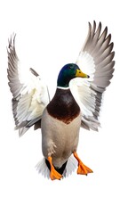 Obraz premium Mallard in flight against white