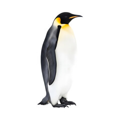 Fototapeta premium isolated emperor penguin