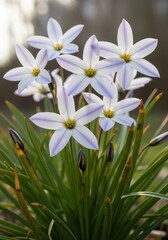 Fototapeta premium Spring starflowers in bloom, showcasing their delicate star-shaped petals