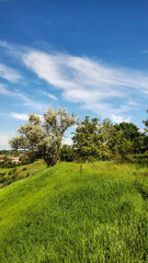 landscape summer field and blue sky wallpaper	