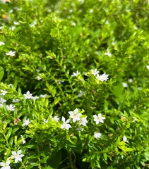 small white flower with green leaves background