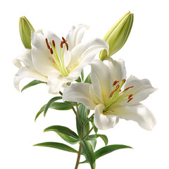 Fototapeta premium Elegant white lilies blooming on a transparent background isolated on transparent background