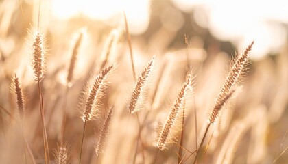Fototapeta premium Golden wheat field at sunset, a scenic agricultural landscape with ripe grain ready for harvest in the warm summer sun.