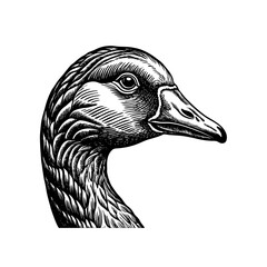 Vector illustration of a wild goose head with a black beak, depicting a variety of birds and wildlife © davis
