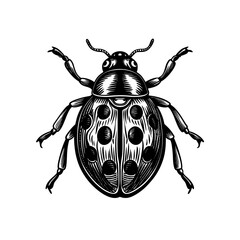 Colorado potato beetle and a cute ladybug vector illustration isolated on a white background