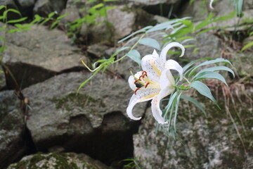 高取城のやまゆり