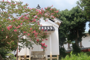 當麻寺のサルスベリ