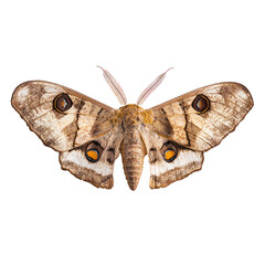 Fototapeta premium Moth hiding Blends into bark, leaves, or dark spaces for camouflage. full length isolate on transparent background