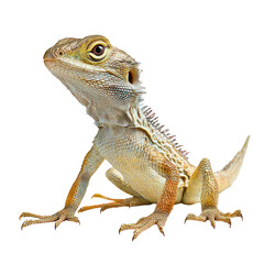 Obraz premium Lizard resting A lizard sits or lies still, body relaxed, often in a sheltered spot. full length isolate on transparent background