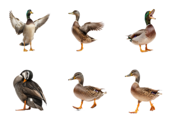 Collection of Duck stretching A duck stretches its wings or neck while perched or on the water. full length isolate on transparent background