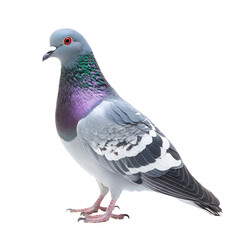 Fototapeta premium Pigeon perched A pigeon sits on a surface or ledge, wings folded and body relaxed. full length isolate on transparent background