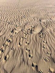 footprints in the sand