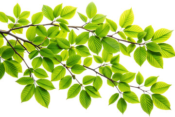 Fresh green leaves on a branch isolated on transparent background, representing new growth and the beauty of nature