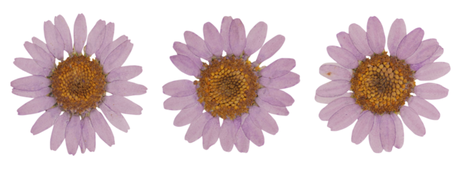 Pressed purple daisy flowers