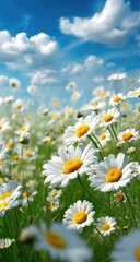 Fototapeta premium A field of daisies under a sunny sky