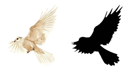 Obraz premium PNG a white bird flying in the sky with wings spread with a transparent background