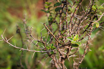 Thorny Shrub, African Boxthorn (Lycium ferocissimum)