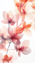 Pink Orchid Flowers Background with Blossoms and Petals