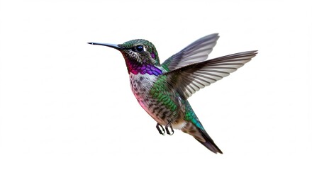 Naklejka premium 鮮やか羽根 ハチドリ 軽快に飛翔 白背景. AI Generated