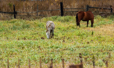 Horses eating grass in a clearing. Gray and red horse in a clearing.