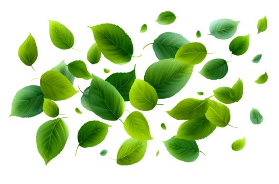 Floating green leaves isolated on a white background, PNG clipart illustration with a transparent background for easy background removal.
