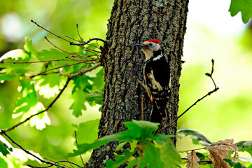 Mittelspecht // Middle spotted woodpecker (Leiopicus medius)