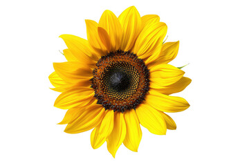 Fototapeta premium Vibrant sunflower, radiant yellow petals, dark brown disk center, isolated against black background