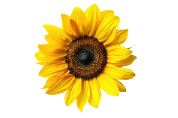 Vibrant sunflower, radiant yellow petals, dark brown disk center, isolated against black background