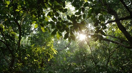 Sunlight filters through a dense forest canopy.
