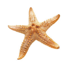 Close-up of a starfish.  Pale orange starfish,  five-pointed,  detailed texture