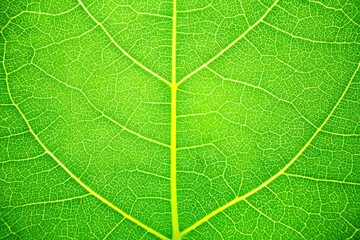Fototapeta premium Close-up of vibrant green leaf veins (7)