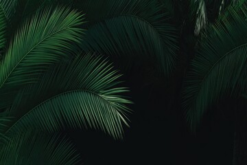 Dark green palm fronds