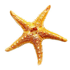 Close-up of a vibrant orange starfish (9)