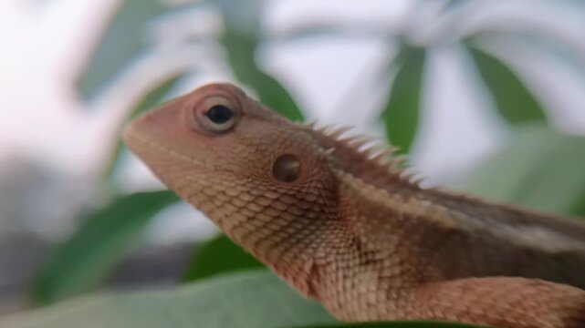 garden chameleon (calotes versicolor)