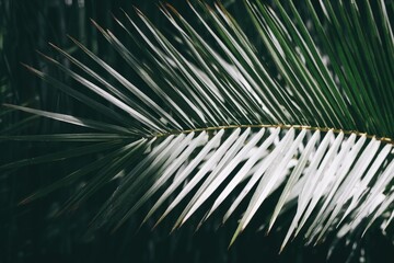 Obraz premium Close-up of palm frond, showing intricate, pointed, light-and-dark green leaves
