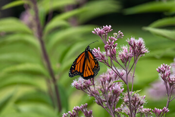 Close up view of a colorful monarch butterfly (danaus plexippus) feeding on a Joe-Pye weed wildflower (eutrochium purpureum), with defocused background