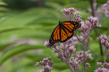 Fototapeta premium Close up view of a colorful monarch butterfly (danaus plexippus) feeding on a Joe-Pye weed wildflower (eutrochium purpureum), with defocused background