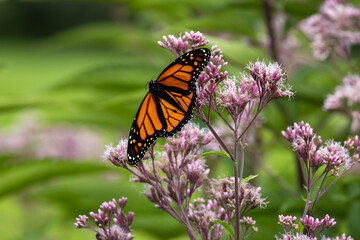 Close up view of a colorful monarch butterfly (danaus plexippus) feeding on a Joe-Pye weed wildflower (eutrochium purpureum), with defocused background