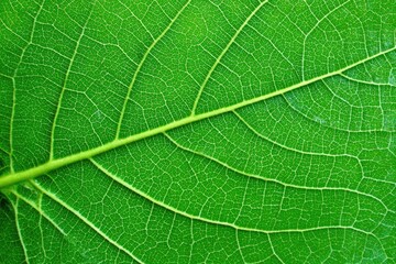 Obraz premium Close-up of a vibrant green leaf's intricate vein structure (4)