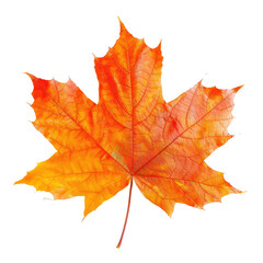 Fototapeta premium Autumn maple leaf. Vibrant orange-red leaf, detailed veins, sharp edges, isolated on black background